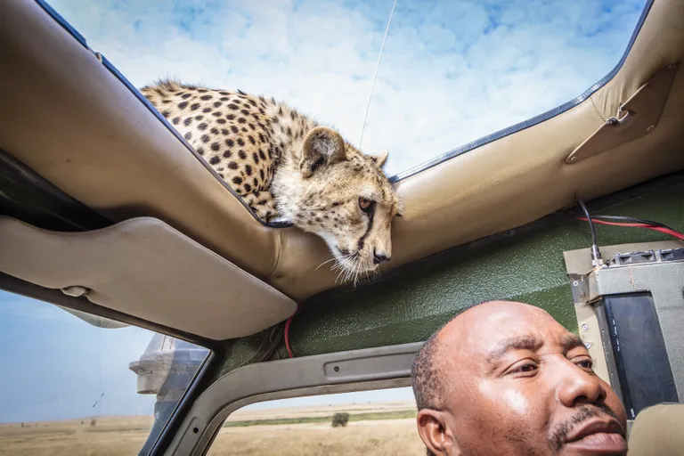 Safari Tansaanias