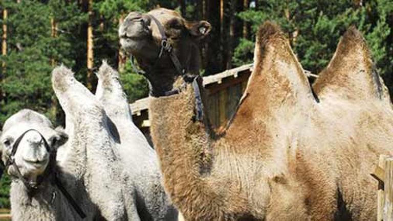 18.jūnijā pie tirdzniecības centra "Spice" varēs vizināties ar "Rakšu" kamieli Sultānu 