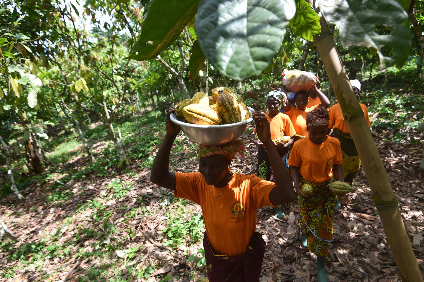 Kakaoviljade koristamine Elevandiluurannikul.