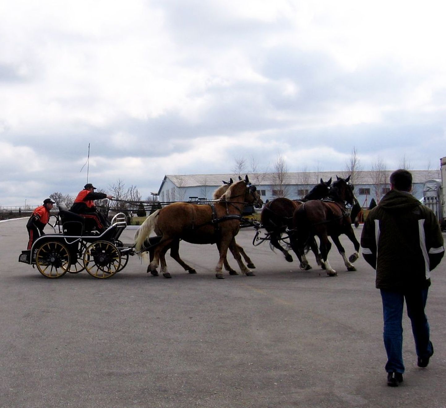 Firma Šahtjor hobusekasvanduses tutvustati külalistele erinevaid hobusetõuge.