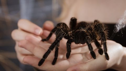 Kristiines hüljati maja ette elus tarantel
