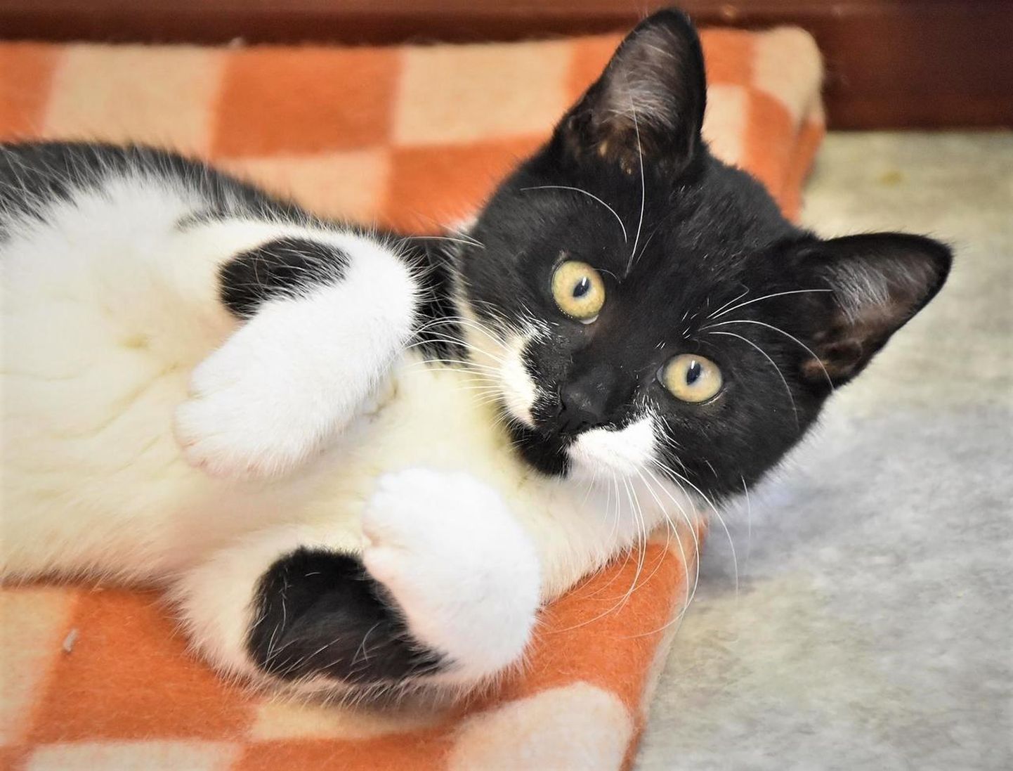 Nooruke kassitüdruk Bonny, kes ootas varjupaigas kodupakkumist kolm kuud, sõitis Musta kassi kampaania ajal uude koju.