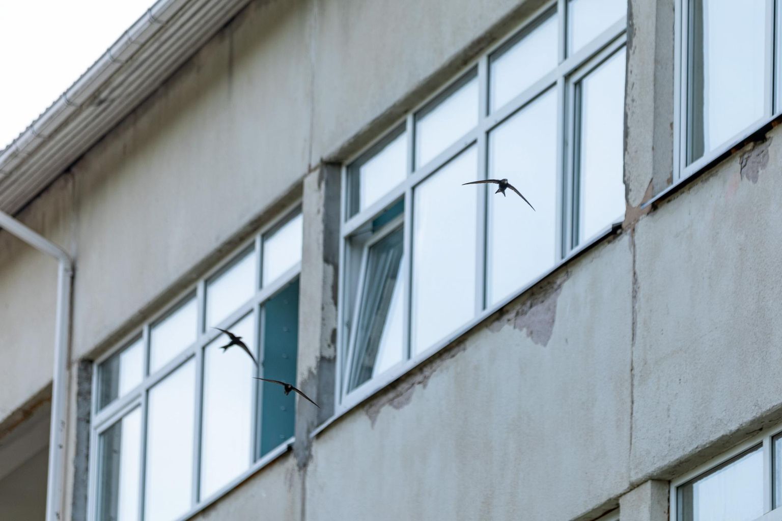 Esmaspäeva õhtul oli Puka vana koolimaja juures, eriti kolmanda korruse akende läheduses näha palju linnukesi lendamas.