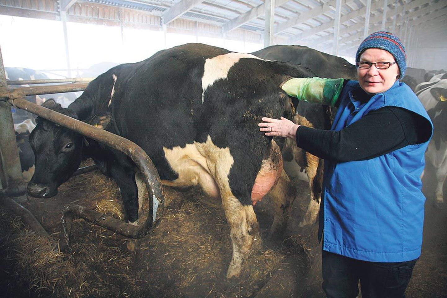 Selja OÜ suurfarmi veterinaararst Riina Jõgis proovib, kui kaugel lehma tiinus on. Patsient ei tee läbivaatluse peale teist nägugi.