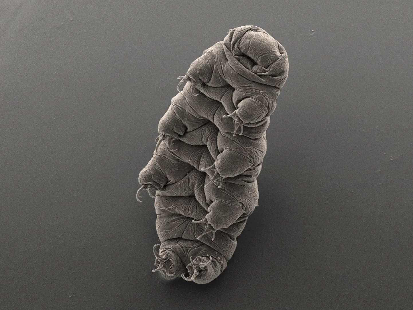 Gauskājis jeb tardigrāds.