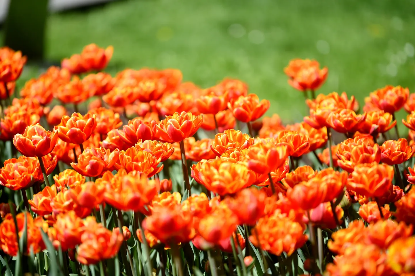 Ziedošas tulpes Vērmanes dārzā.