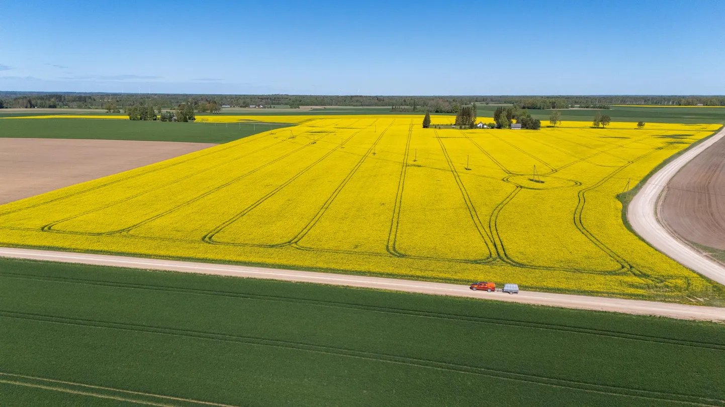 Tänavuse talve elasid talirapsipõllud kenasti üle ning praegu rõõmustavad õitsvad põllud kõikjal silma. Saagi suurus selgub koristamisel, samuti on selleks ajaks selge saadav hind.