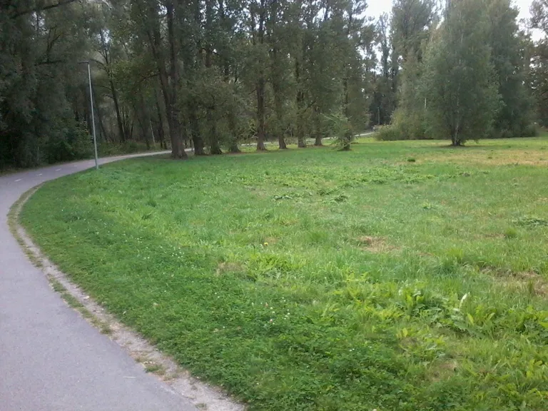 Puhtad teeperved metsas.