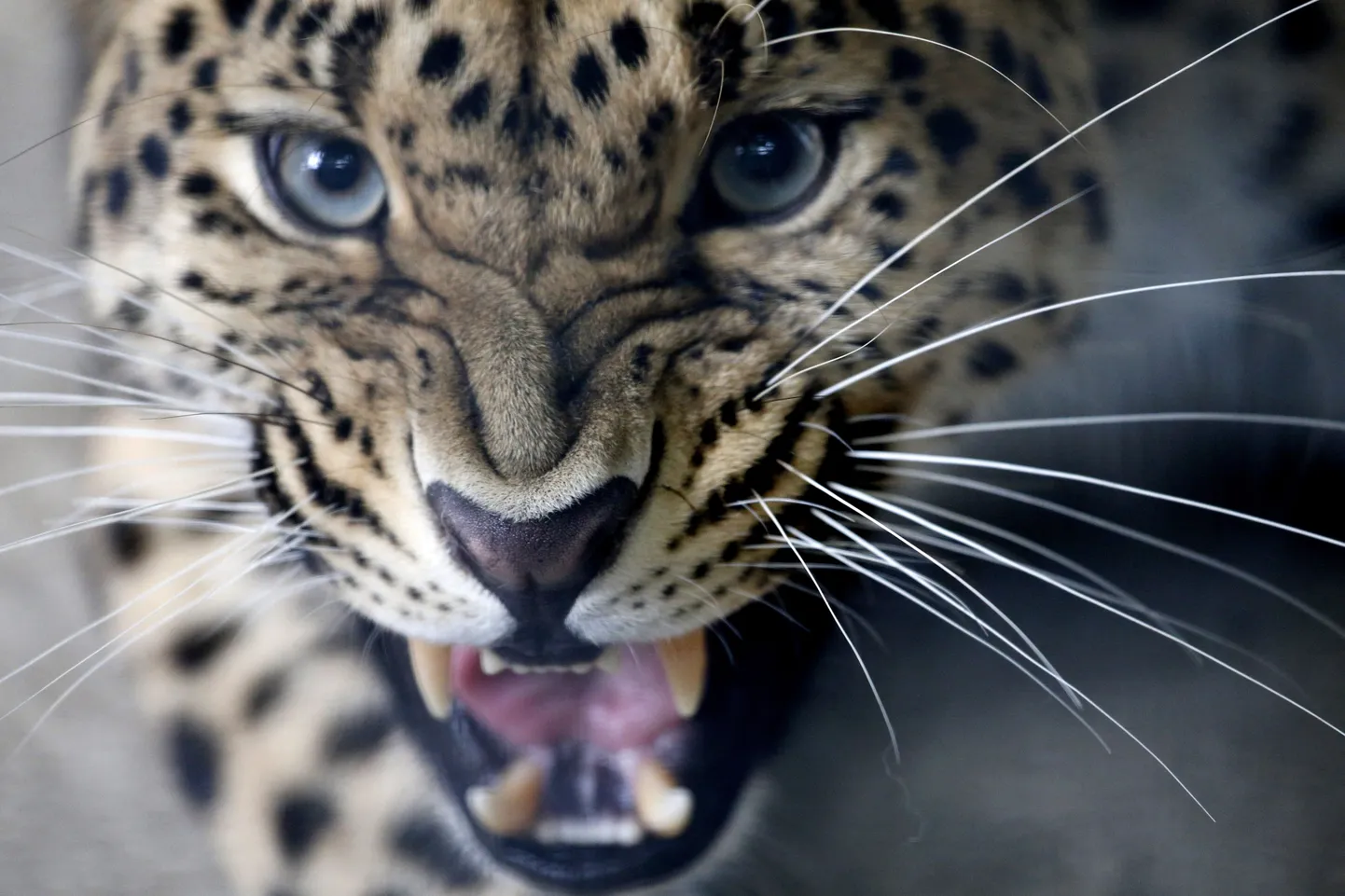 Amuuri leopard.