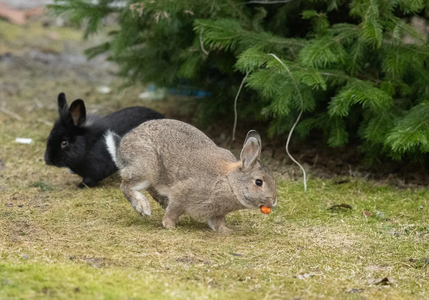 Valter Parve valges raamatus oleks jänes kõige ohutuma sõnumi kandja.