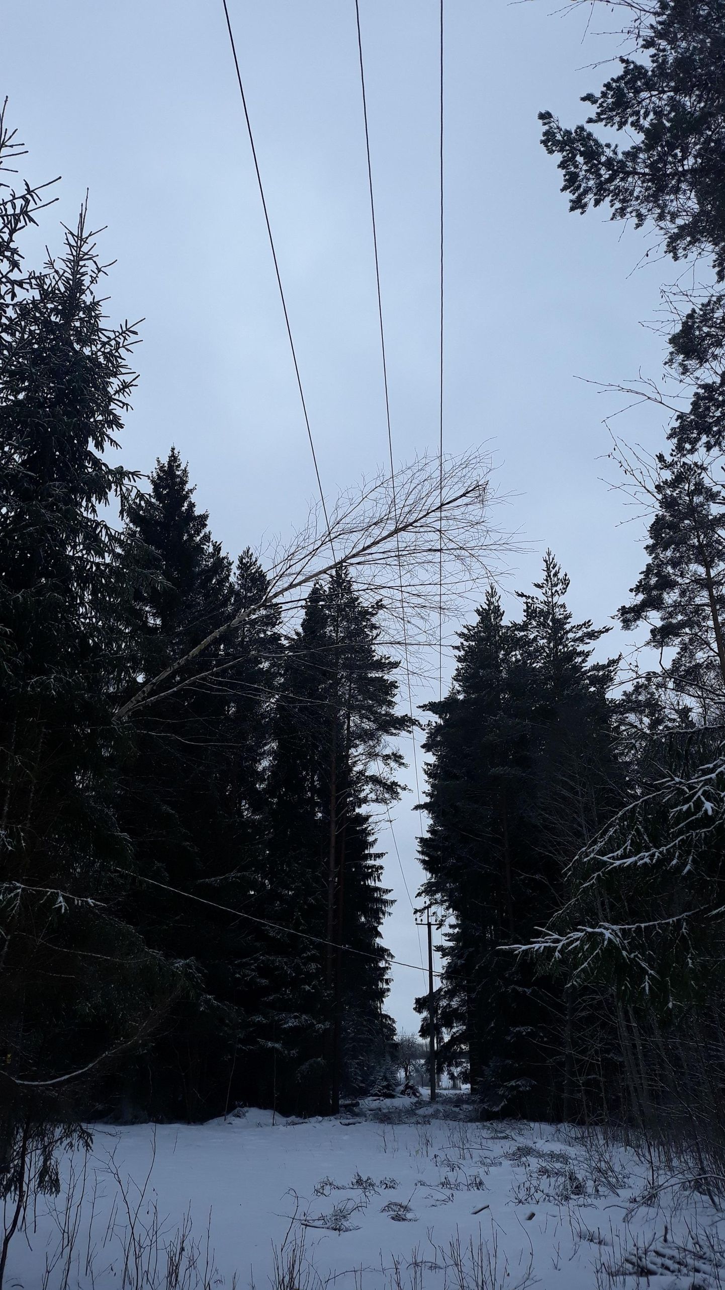 Reede varahommikul Tapa–Hõbeda 10 kV liinile kukkunud puu.