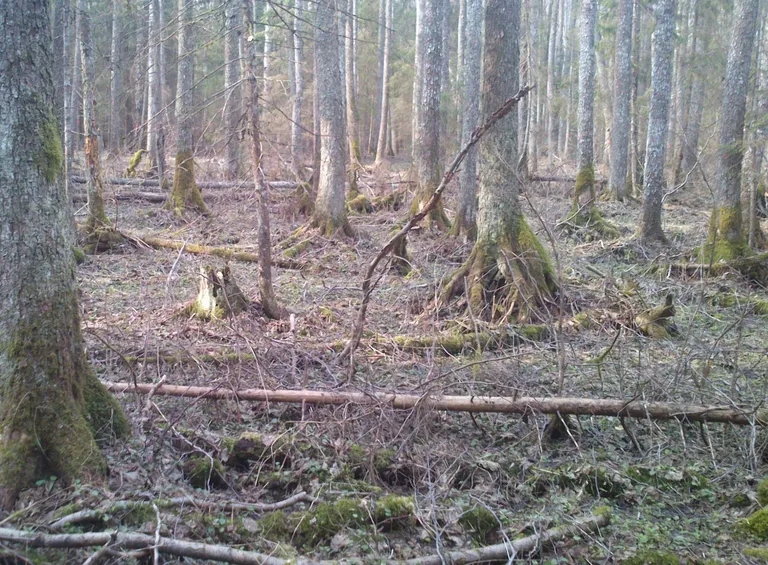 Raksta foto
