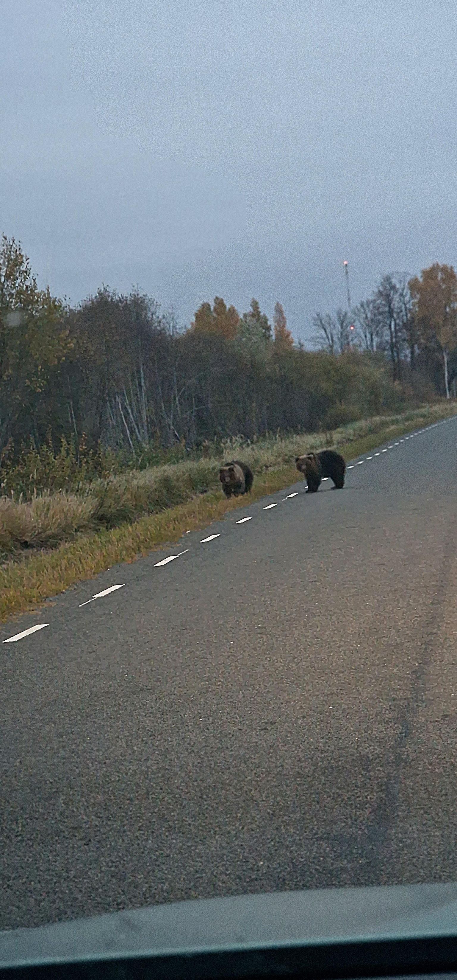 Медведь шел к машине и остановился только тогда, когда второй косолапый вышел на дорогу и они смогли вместе пересечь проезжую часть.
