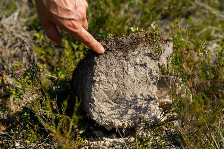 При изучении профиля почвы отчетливо видны сгоревшая и несгоревшая часть и слой, образовавшийся после пожара.