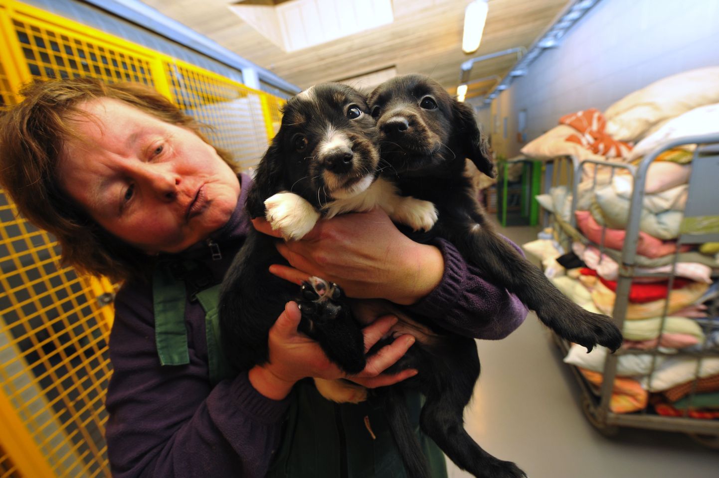 Loomade varjupaigas on võimalus proovida vabatahtliku elu.