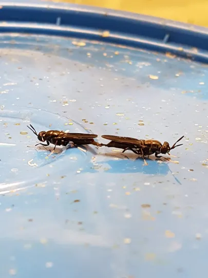 Hermetia illucens paaritumas