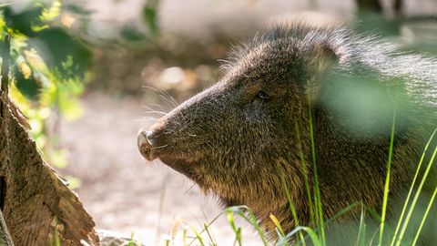 ĀCM pagājušajā nedēļā konstatēts septiņām mežacūkām