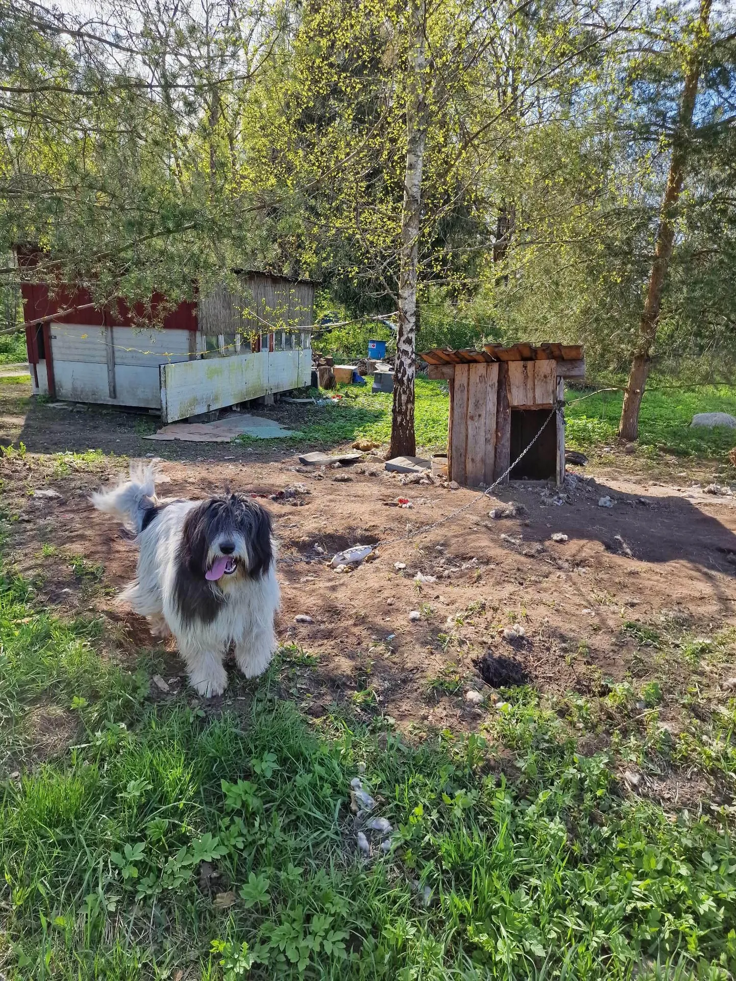 See ülesvõte on tehtud Karust tema senises kodus Tusti külas.