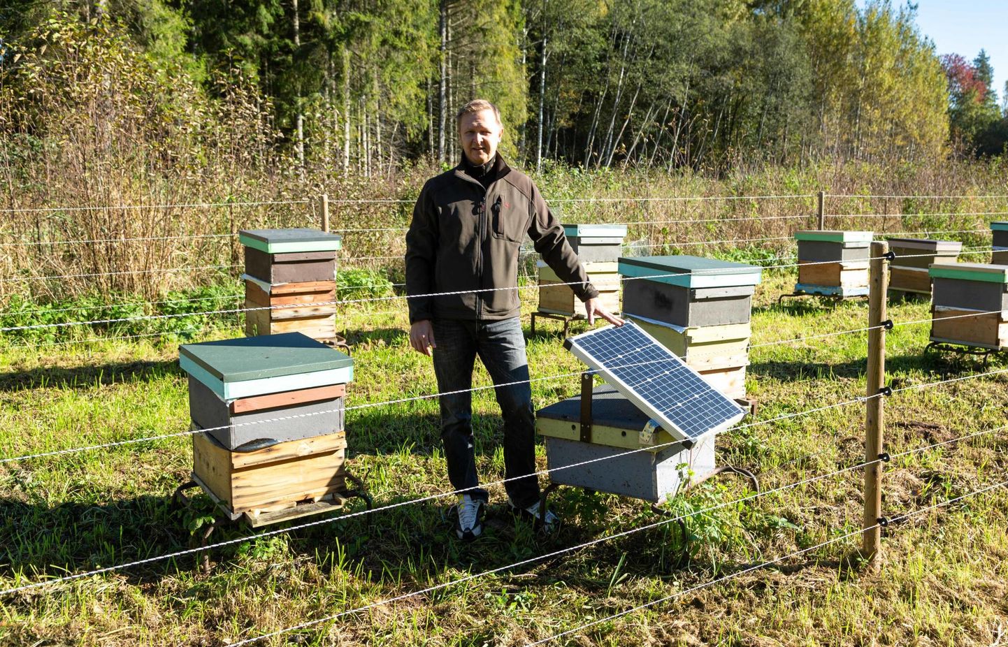 Sangaste mesinik Rein Männiste on tarude ümber rajanud päikeseenergial töötava pingestatud traatidest piirdeaia.