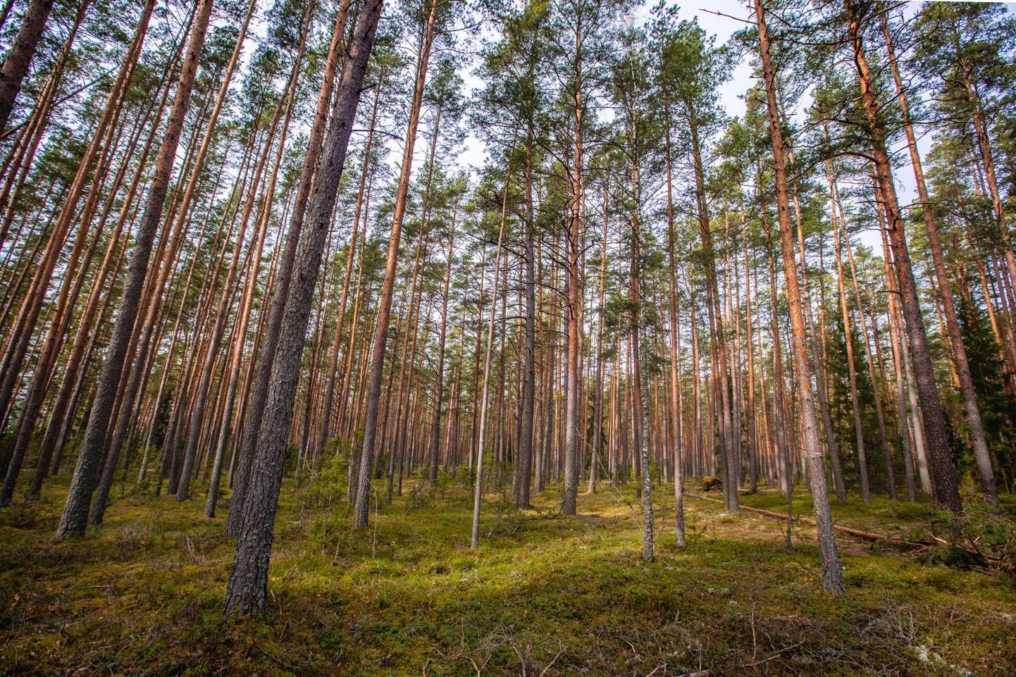 Erametsaliidu liikmeks on enamik Eestis tegutsevatest metsaomanike kohalikest organisatsioonidest.