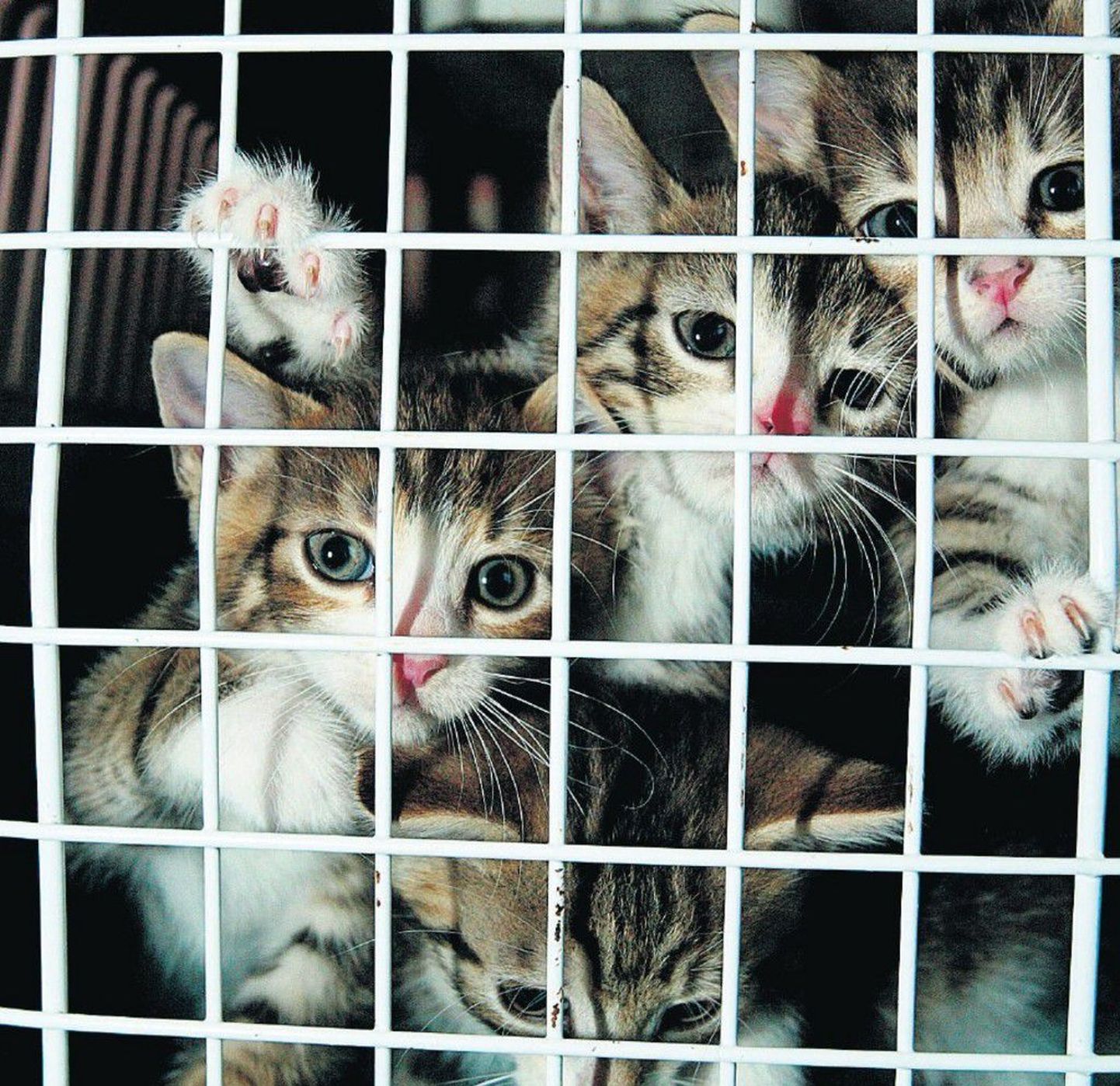Kassipojad loomade varjupaigas. Foto on illustreeriv.