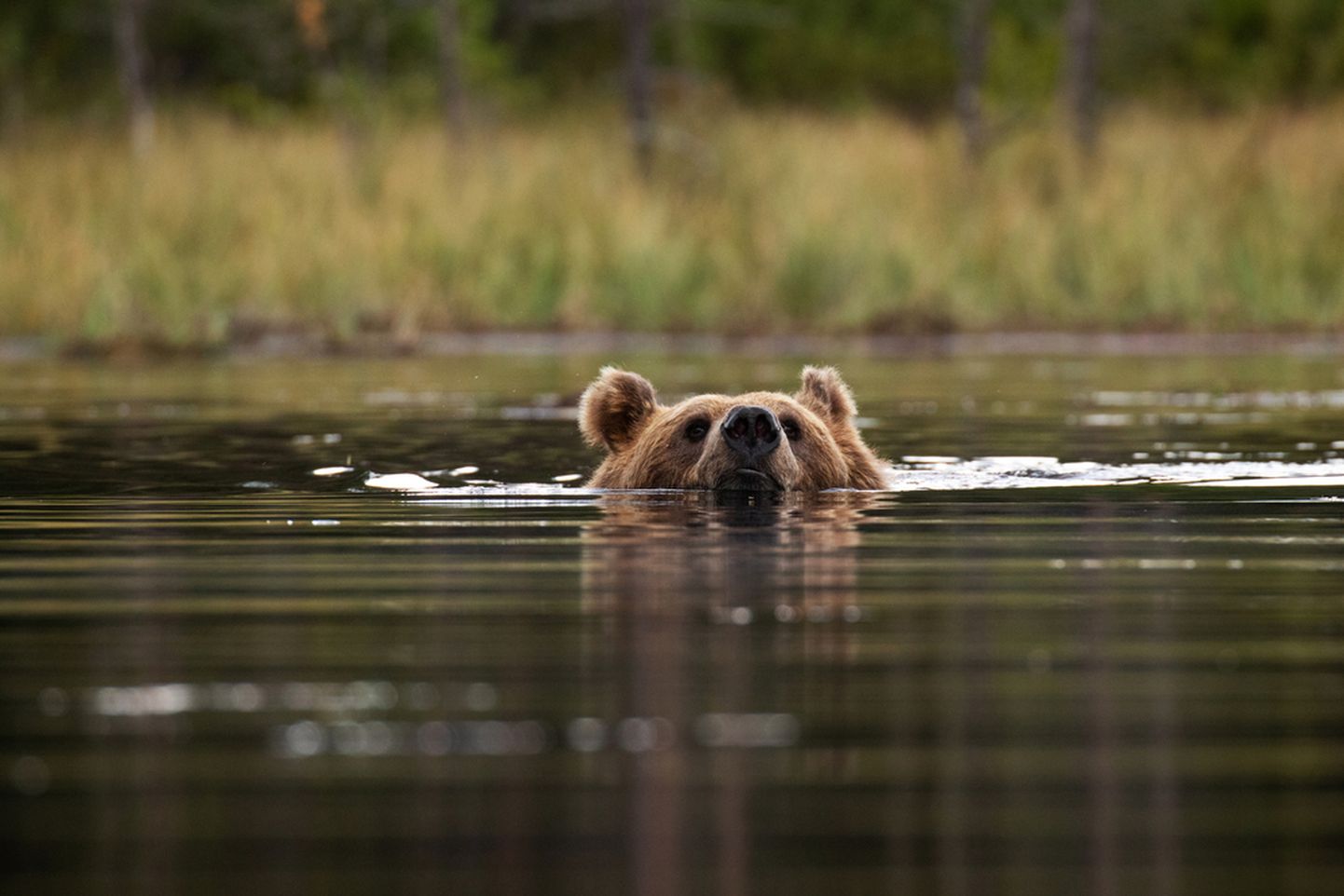 Ujuv karu Põhja-Soomes. Loo avafoto on illustratiivne