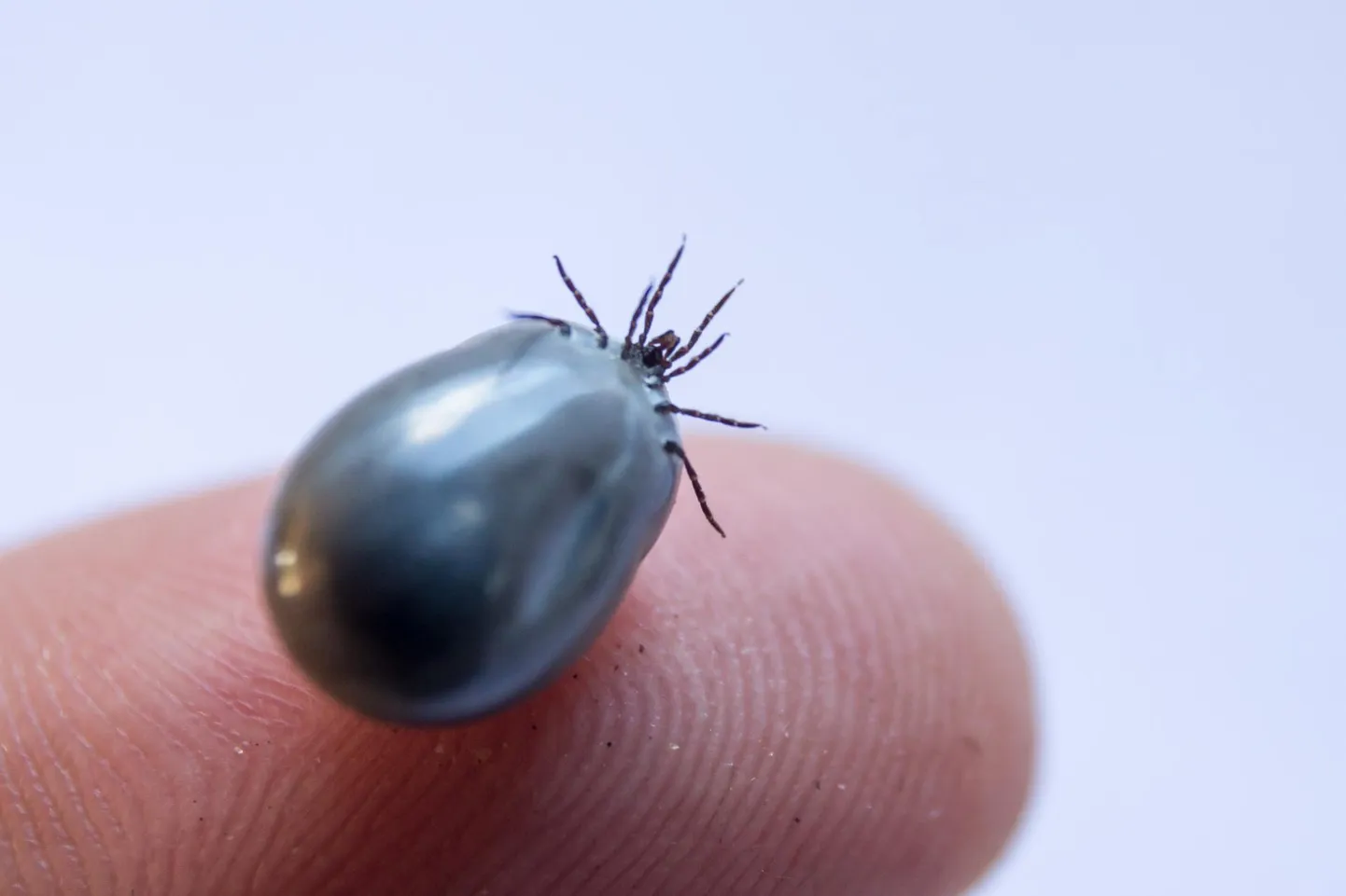 Täiskasvanud emaste puukide välistoes on väga elastne, ovaalne ja lame, kuni 3,5 millimeetri pikkune, võimaldades neil süües mitu korda paisuda, mistõttu nad võtavad munaja kuju. Isased on kahemillimeetrised ja nende välistoes verd imedes ei suurene märkimisväärselt.