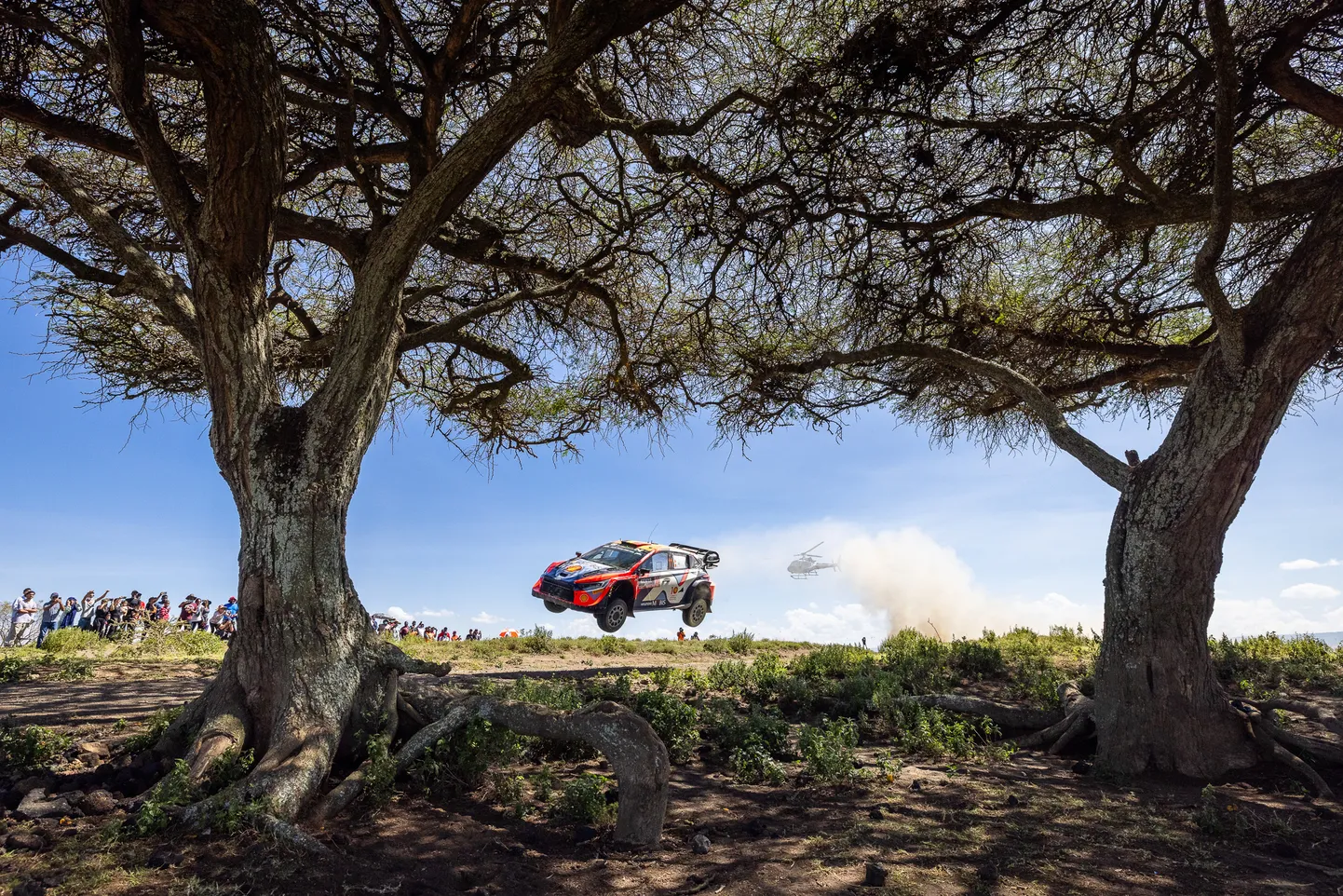 Thierry Neuville ja Martin Wydaeghe stiilinäide Keenia suursuguste puude taustal.