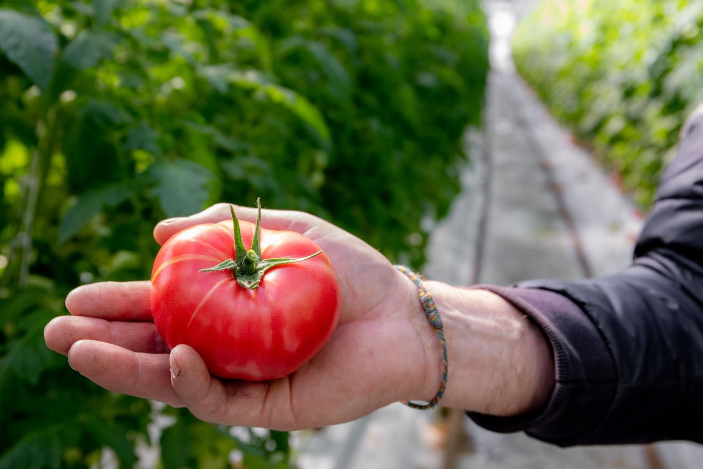 Võiste aiandis said esimesed tomatid küpseks kaks nädalat tagasi.