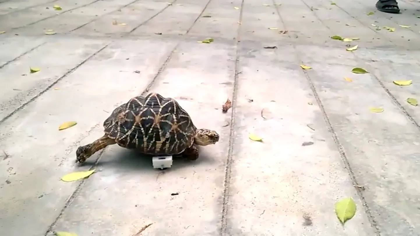 Indias Chennai loomaaias rataste abil liikuv kilpkonn.