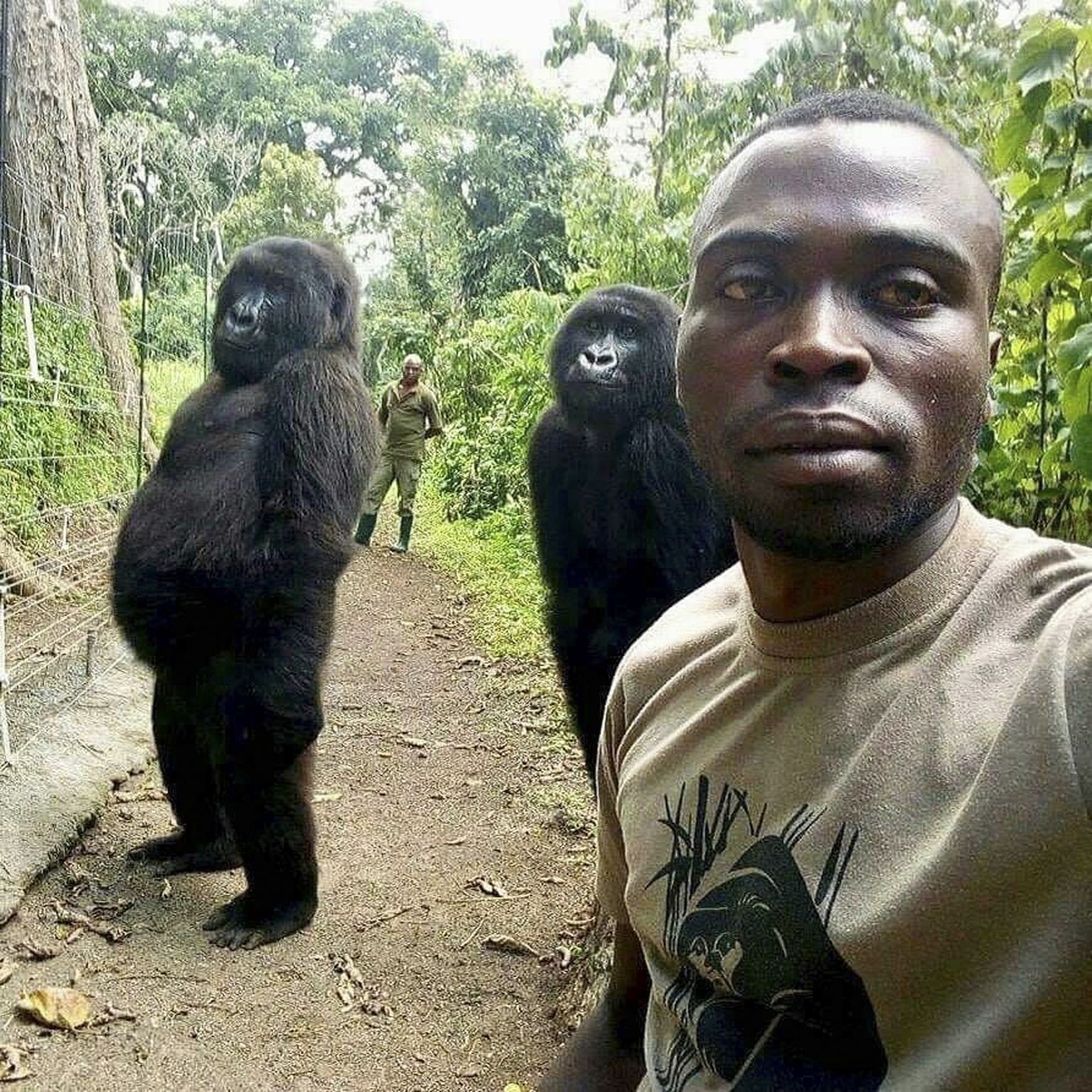 Mathieu Shamavu ja tema hoolealune, orvuks jäänud emane gorilla Ndkasi