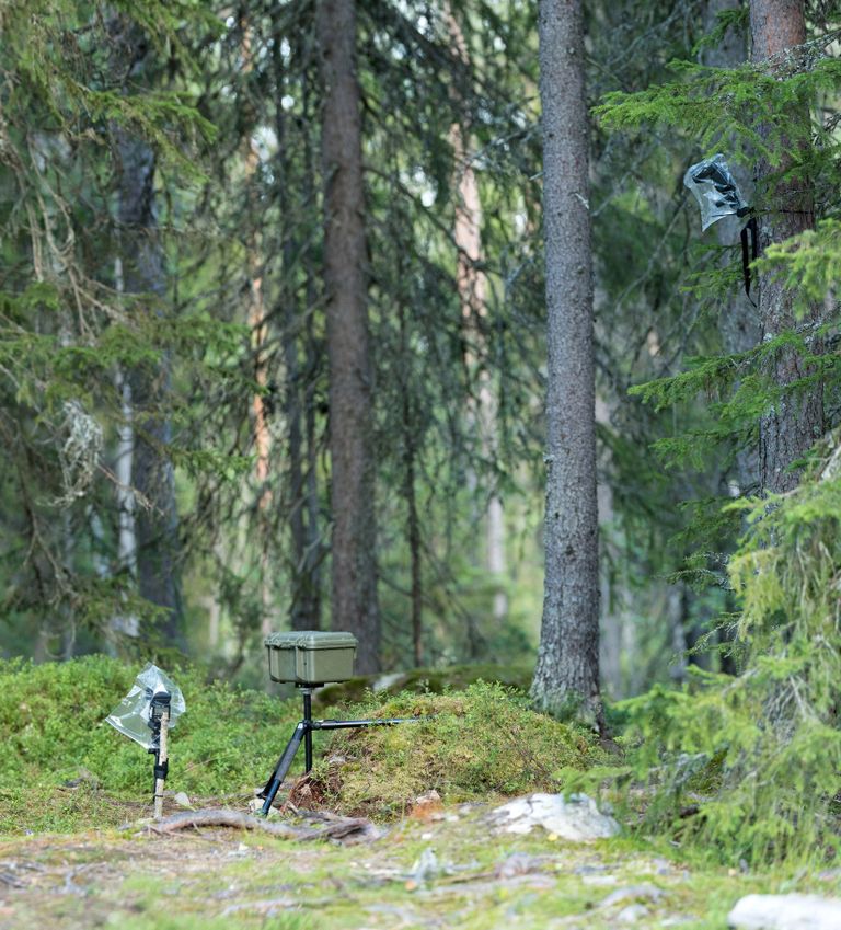 Will Nichollsi kaamerad Soome metsas