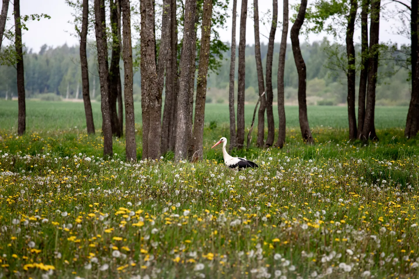 Valge-toonekurg.