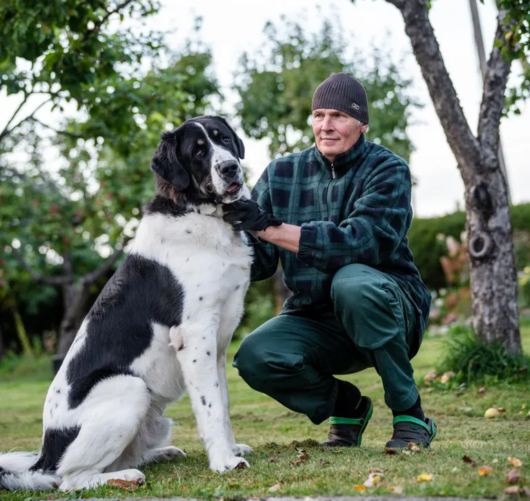 Kaukaasia lambakoer, kes on korduvalt maanteel kõndinud vana meest rünnanud, kuulub perekond Nagelile.