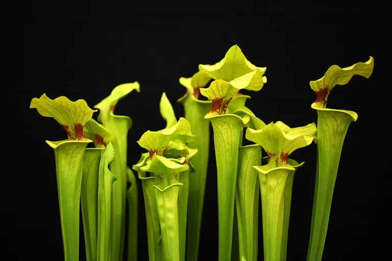 Purpurne näpitslill (Sarracenia purpurea)