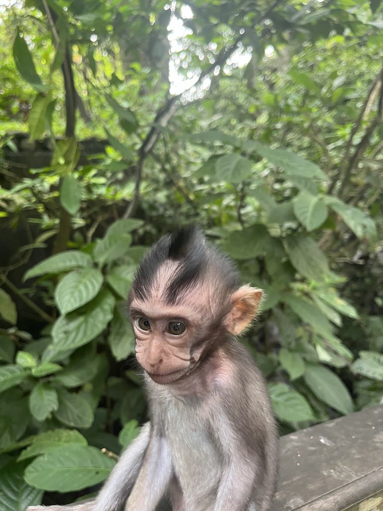 Monkey forest'i ehk ahvidemetsa elanik