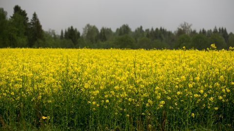 Päästev vihm tuli viimasel hetkel ja peletas ikaldushirmu