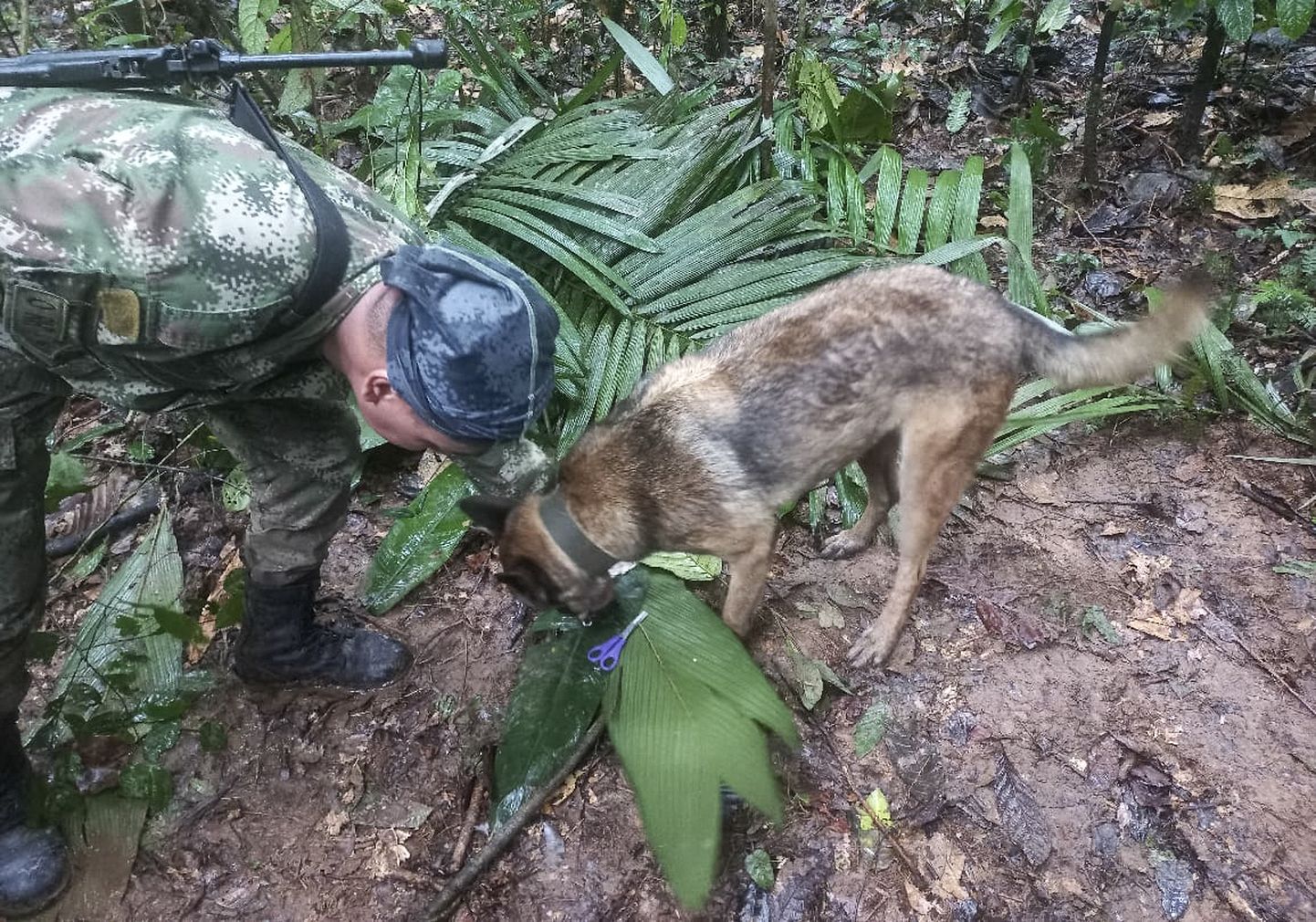 Colombias leiti pärast lennuõnnetust kaks nädalat džunglis ekselnud lapsed. Pildil sõdur ja lõhnakoer, kes lapsi otsisid