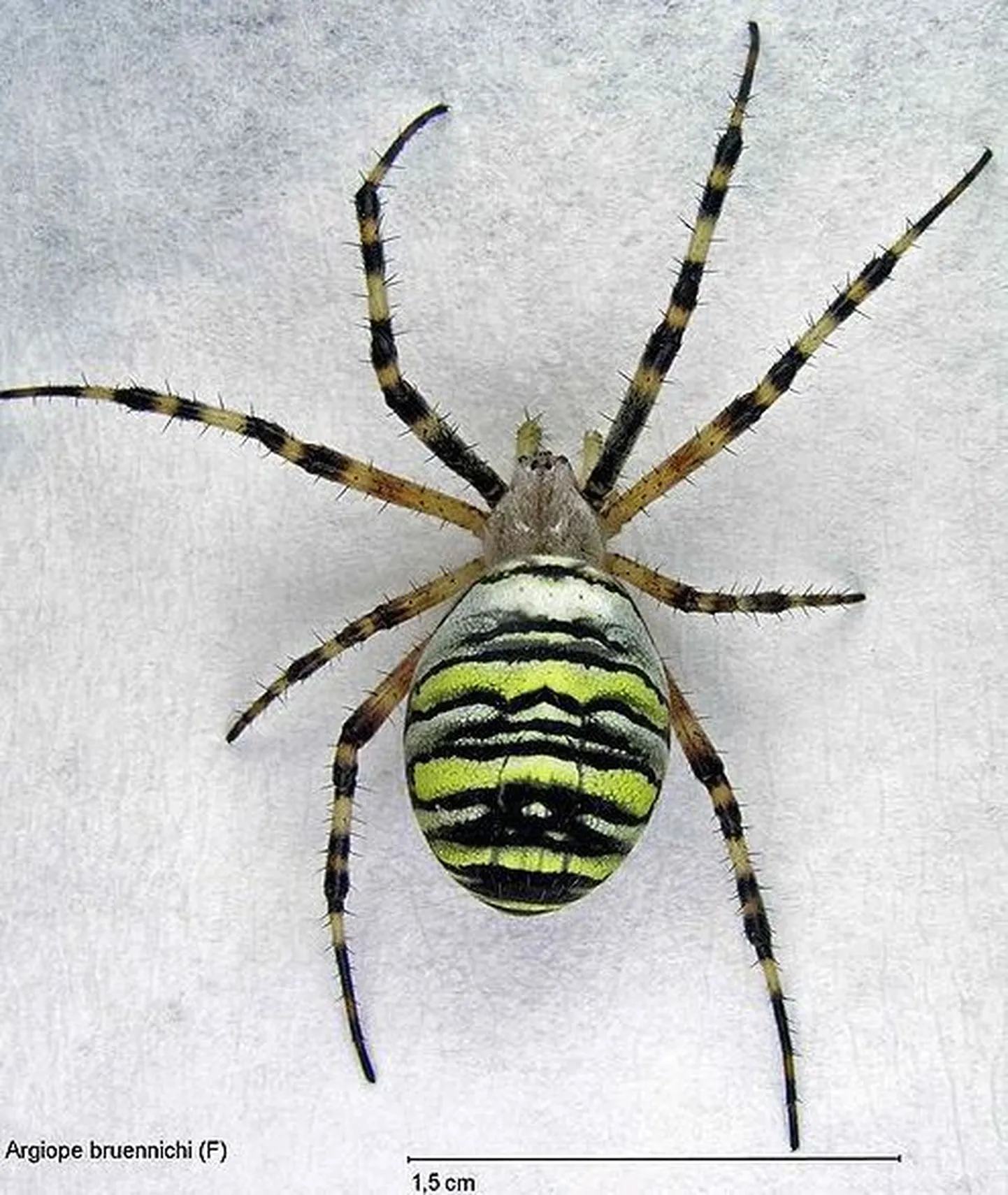 Herilasämblik