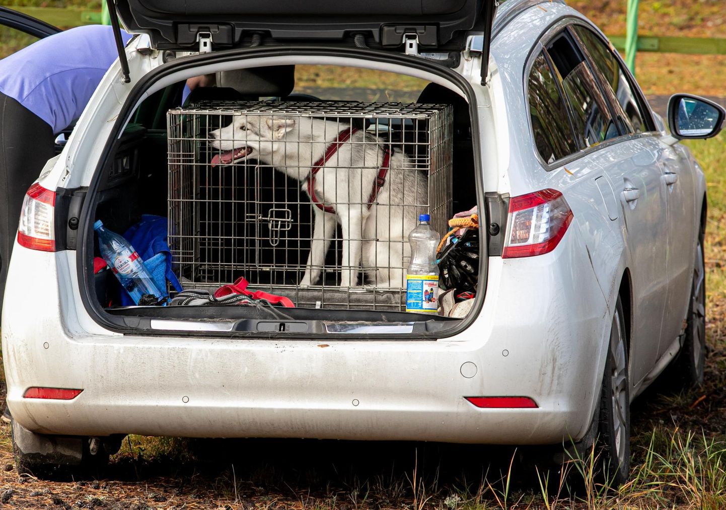 Eesti Loomakaitse Selts (ELS) kutsub loomaomanikke üles suviselt soojade ilmadega oma looma mitte jätma autosse. Autos tõuseb temperatuur mitmekordseks vaid minutitega, seda ka avatud akna puhul.