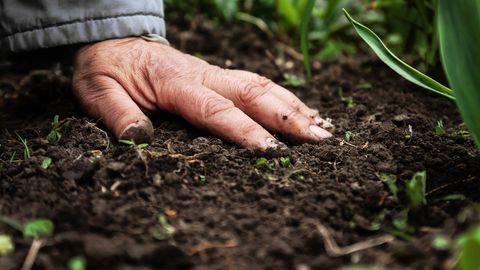 Biloogiliselt mitmekesine keskkond on oluline inimese immuunsüsteemi tugevdamiseks Biloogiliselt mitmekesine keskkond on oluline inimese immuunsüsteemi tugevdamiseks