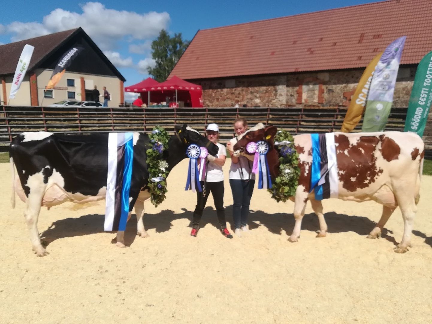 Eesti holsteini tõugu vissiks valiti lehm Mehu Adavere Agro AS-ist ja reservvissiks Pärja-Red Tartu Agro AS-i Rahinge farmist.