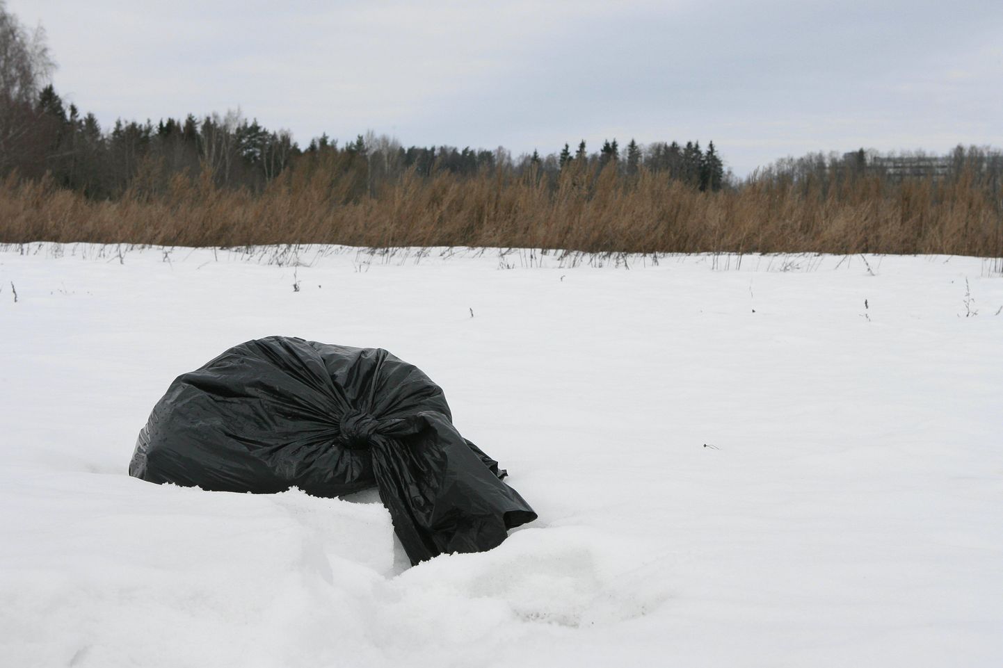 Surnud kanad olid visatud prügikotiga Viljandi—Rõngu maantee äärde lumele.