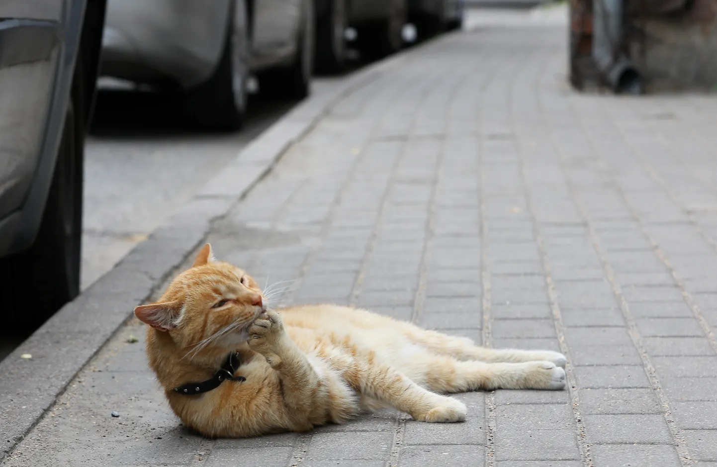 Кот на улице Нометню