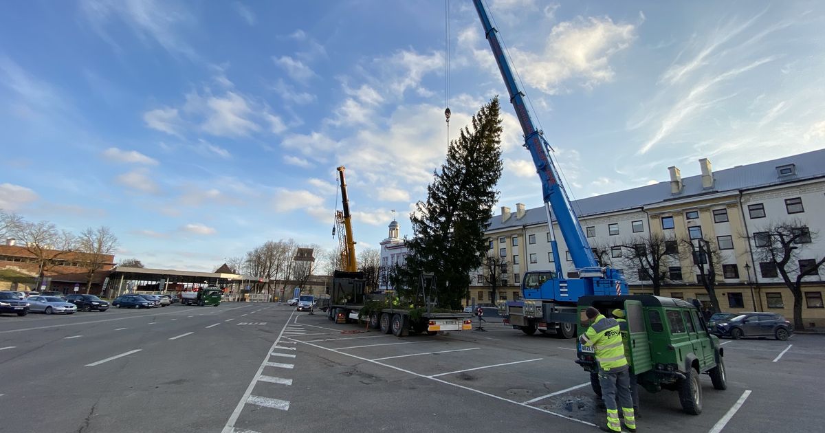 Narvas pandi püsti jõulupuu