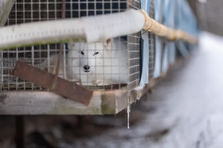 Harjumaa, 25.01.2019AS Balti Karusnahk hõberebaste ja naaritsate farm Karjakülas.