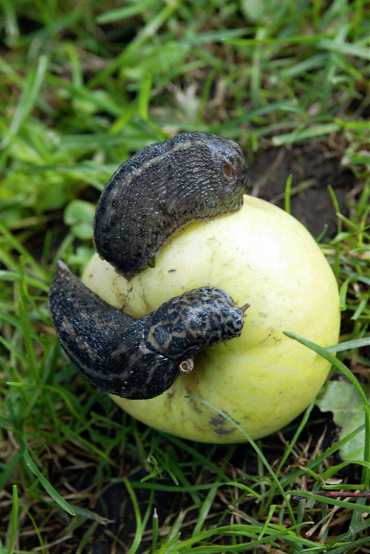 Nälkjad õuna söömas.
