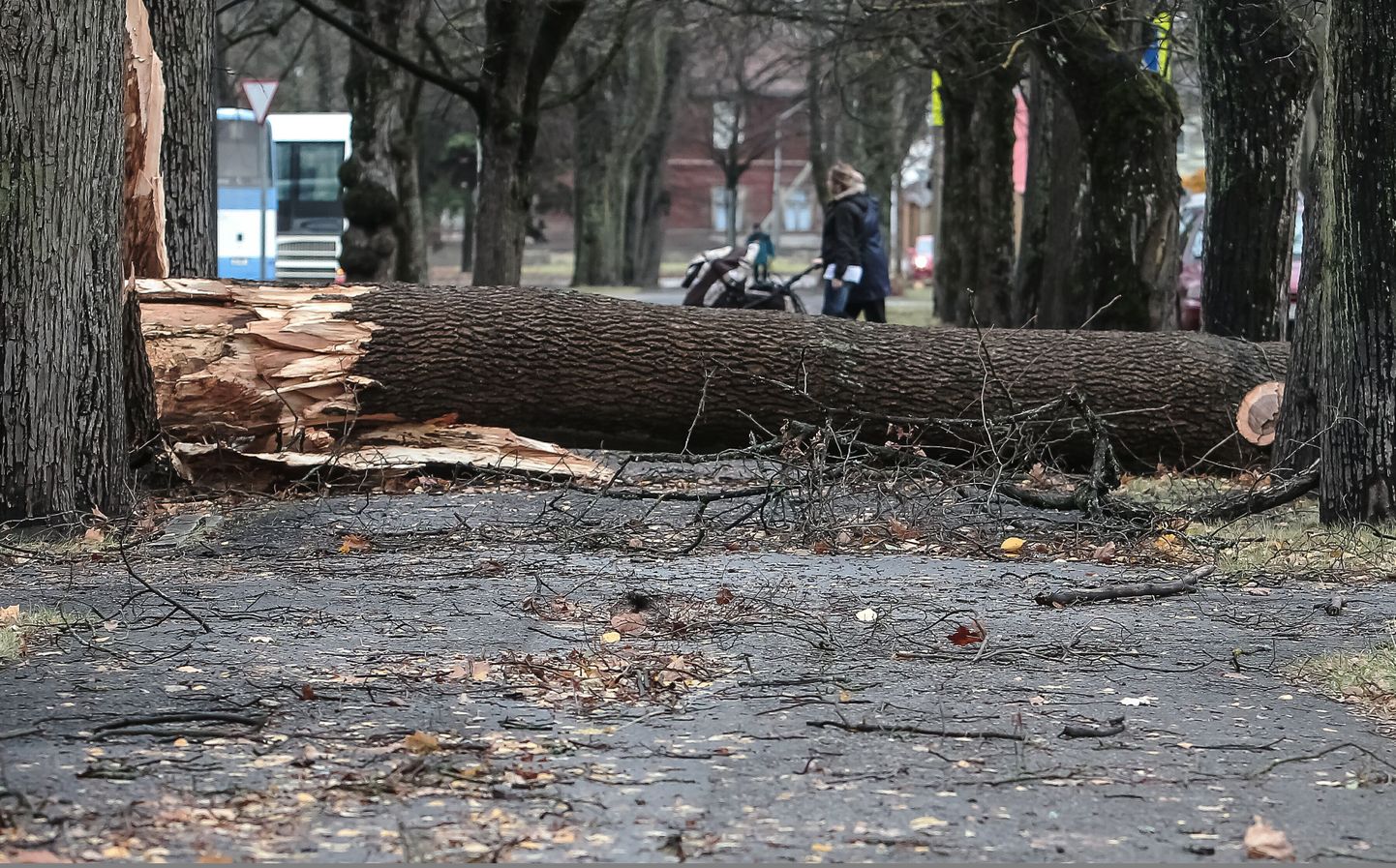 Oktoobri lõpus möllanud tormiga murdunud puude koristamine läks Pärnu linnale maksma üle 20 000 euro.