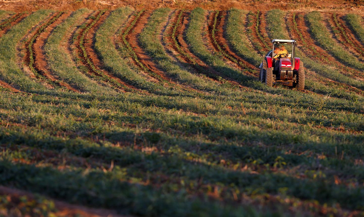 Traktor Brasiilia kohviistanduses noori taimi kastmas.