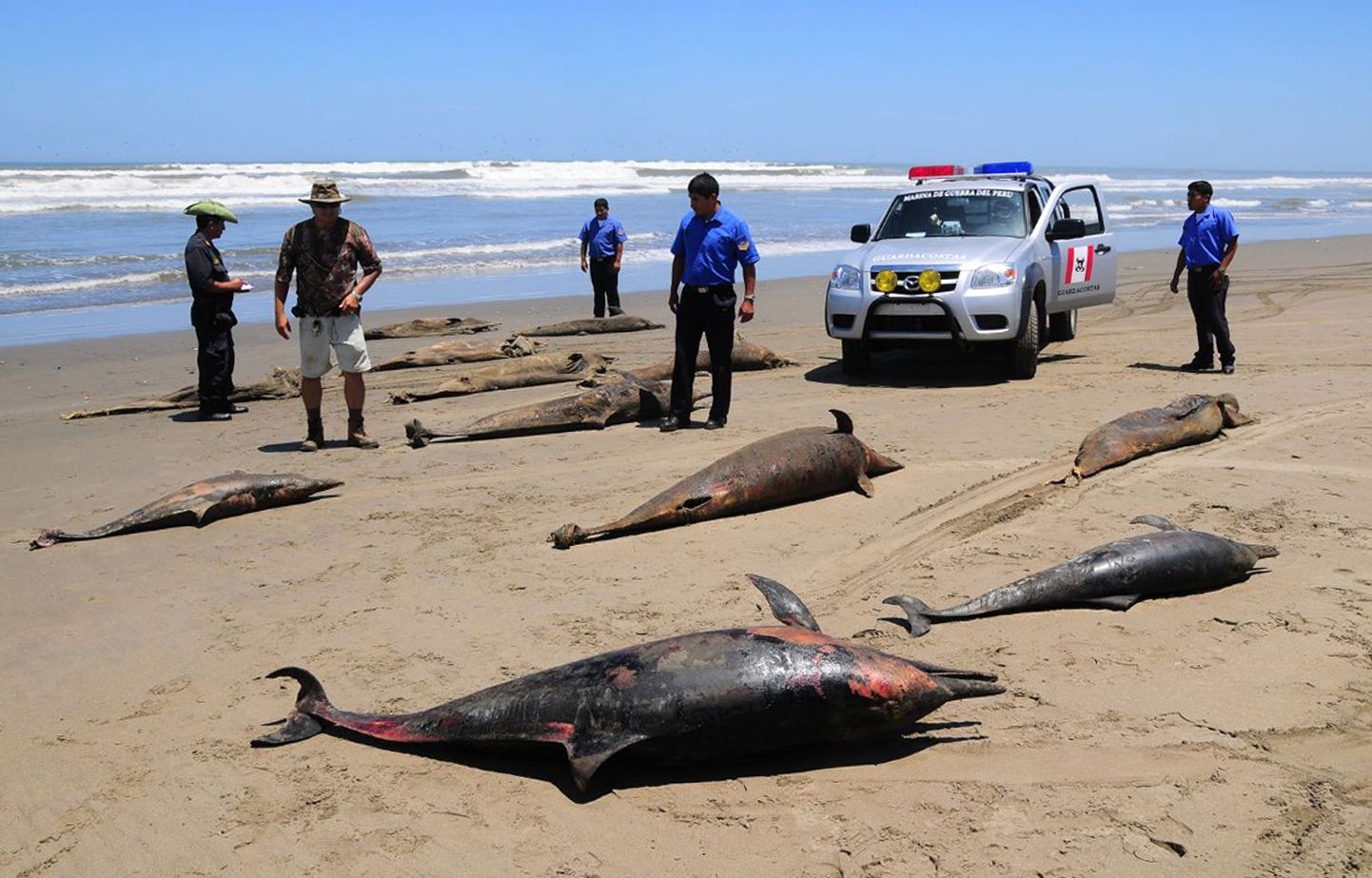 Peruu võimud uurivad jätkuvalt, mis põhjustas selle kuu algul sadade delfiinide surma. Pildil San José rand 6.aprillil.